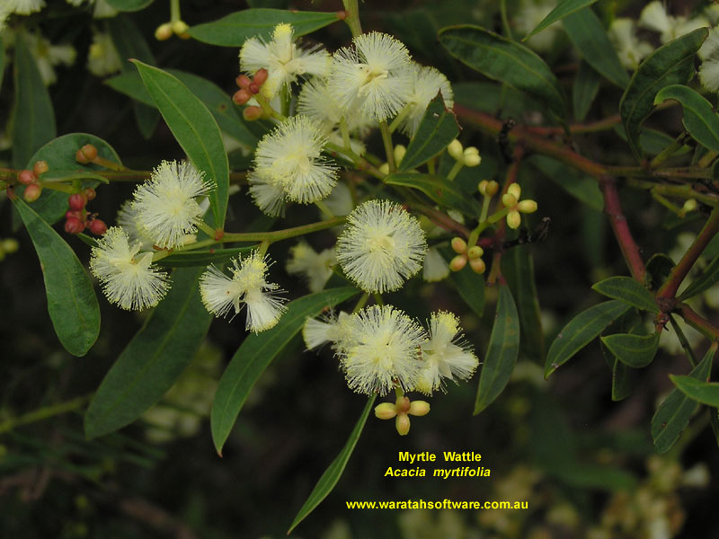 Myrtle Wattle p7290086 image