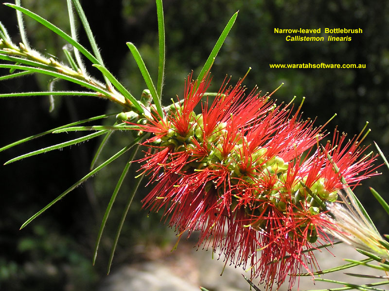 Narrow-leaved Bottlebrush pb040350 image