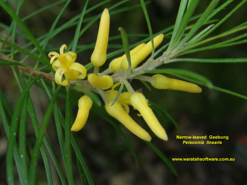 Narrow-leaved Geebung p1150307 image