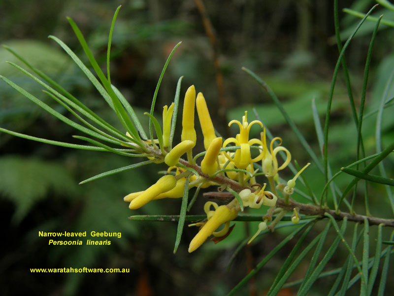 Narrow-leaved Geebung p1150344 image