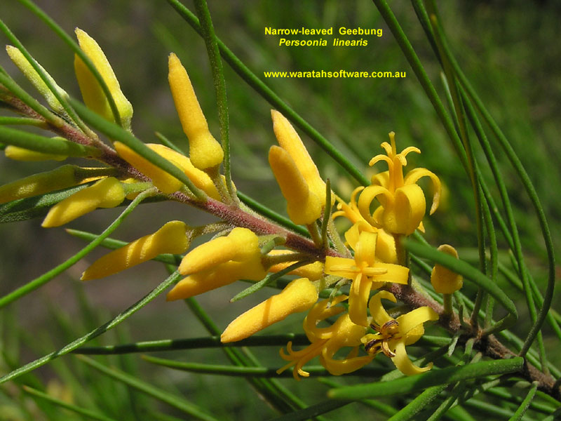 Narrow-leaved Geebung pc150160 image