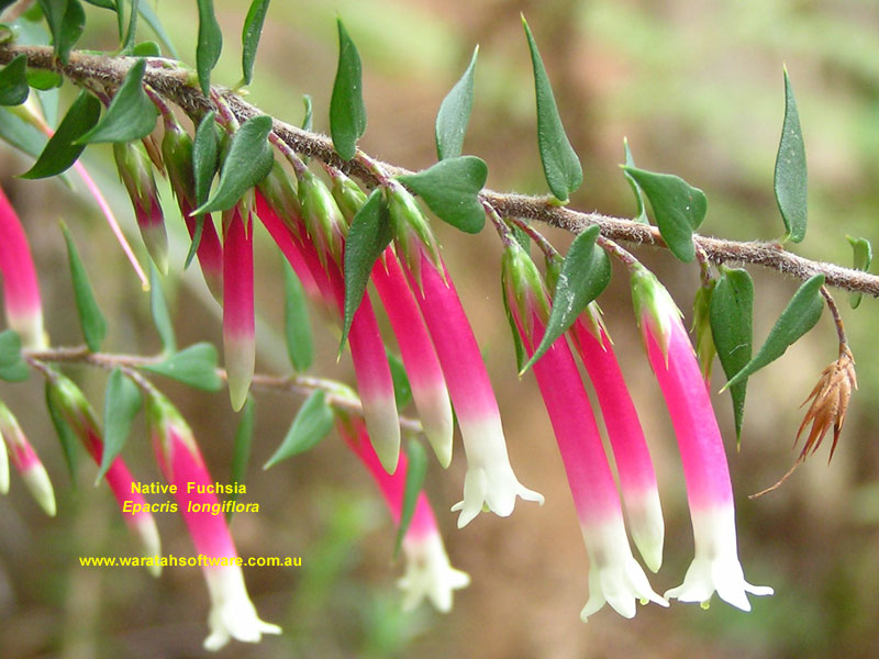 Native Fuchsia p8F188 image