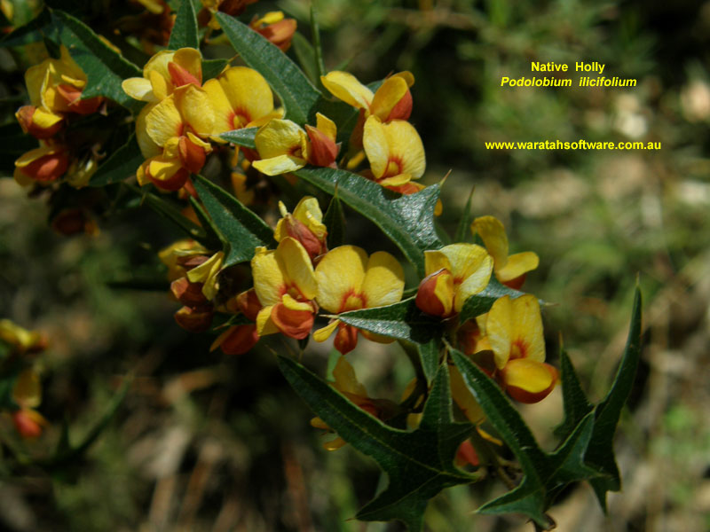 Native Holly pa230214 image