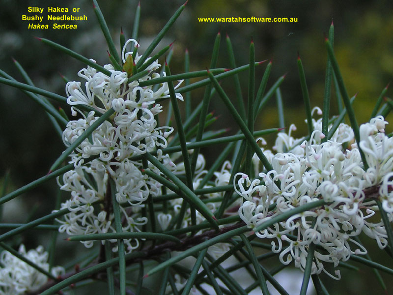 Bushy Needlebush p8F001 image