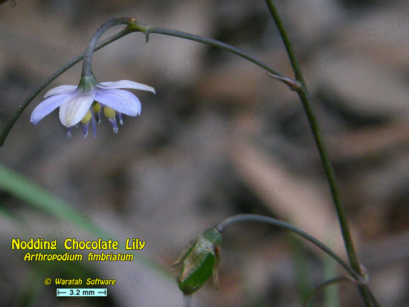 Nodding Chocolate Lily pa230153 image