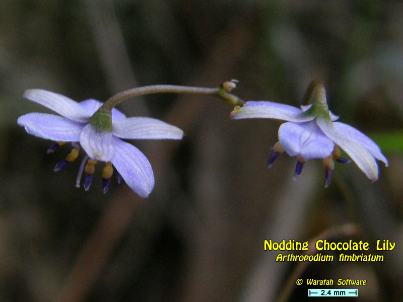 Nodding Chocolate Lily pa230200 image