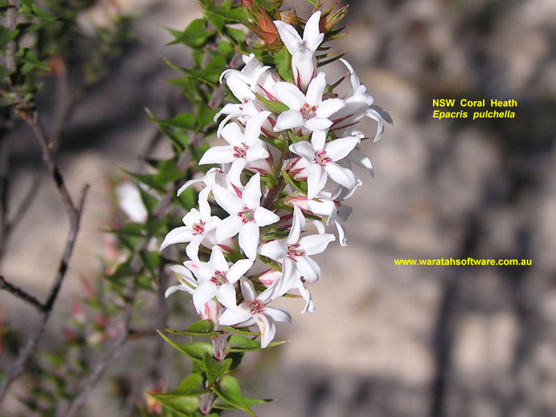 NSW Coral Heath p2290085 image