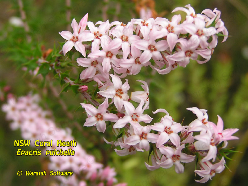 NSW Coral Heath p3050148 image