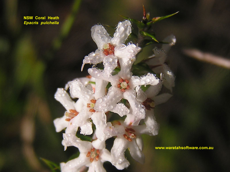 NSW Coral Heath p4100406 image