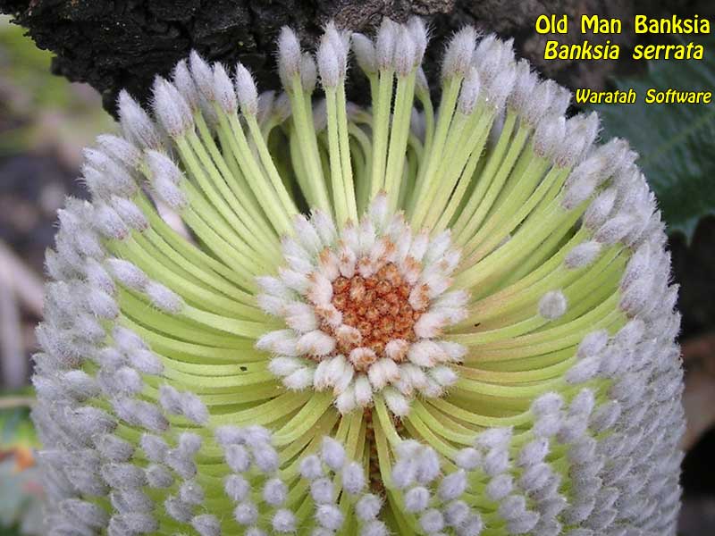 old man banksia p1010551b image