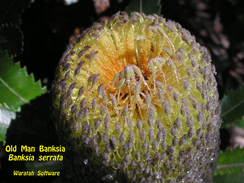 Old Man Banksia p1140154 image