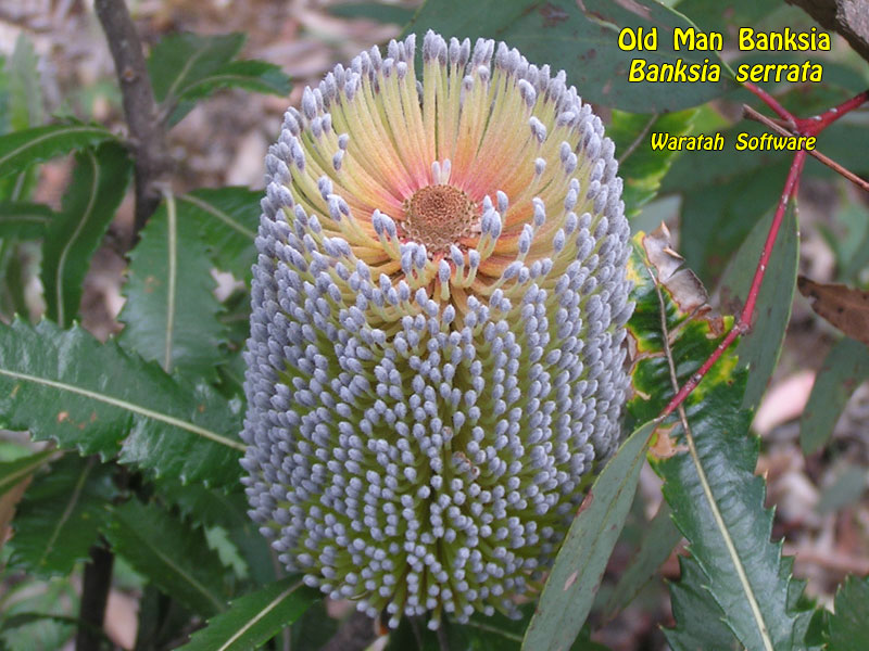 Old Man Banksia p2050368 image