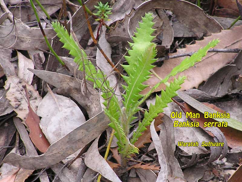 old man banksia p2130331 image
