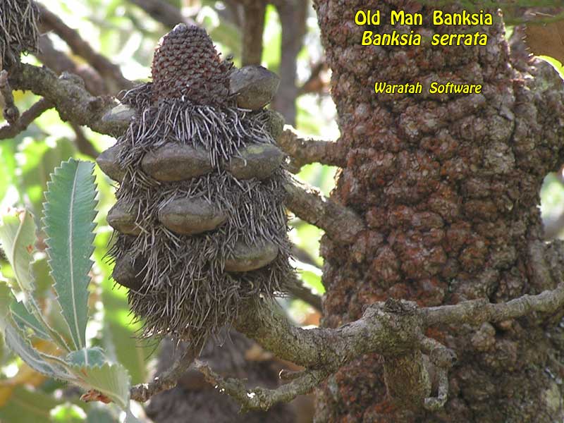 old man banksia p2280043 image