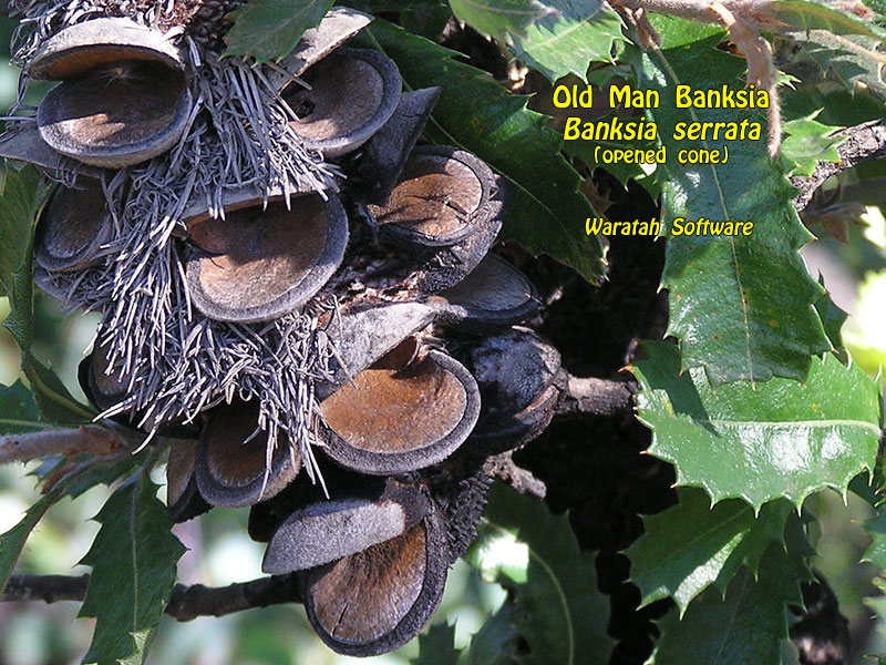 old man banksia p2290080 image