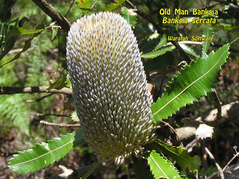 old man banksia pc180448 image