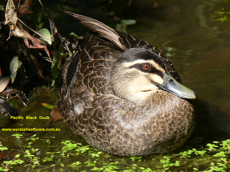 Pacific Black Duck p1000706 image