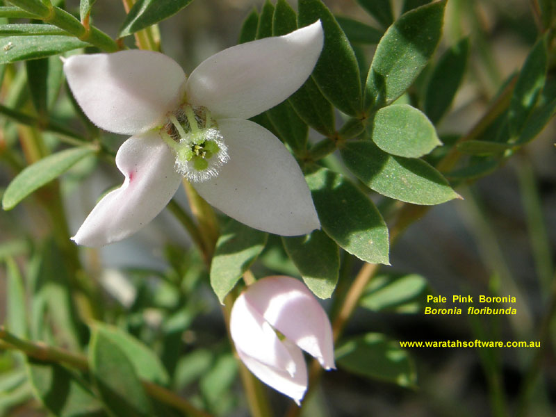 Pale Pink Boronia pa240397 image