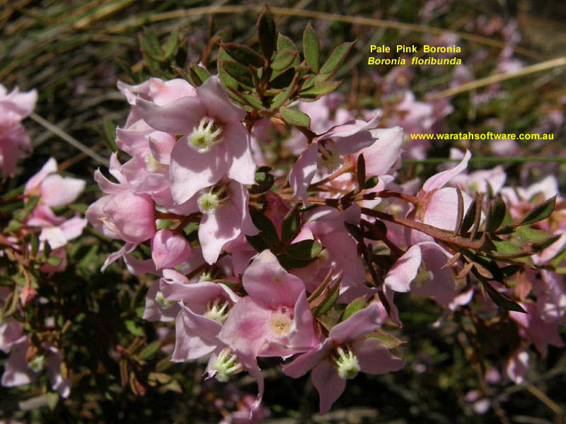 Pale Pink Boronia pa240439 image