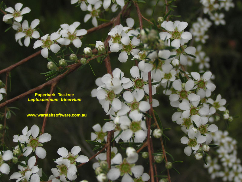 Paperbark Tea-tree pa200003 image