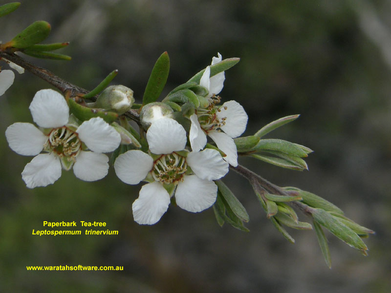 Paperbark Tea-tree pc040166 image