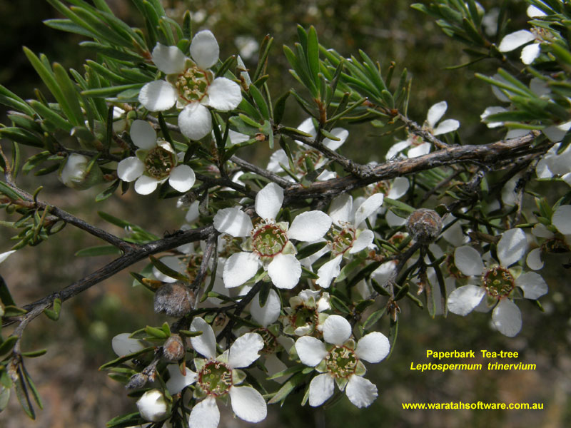 Paperbark Tea-tree pc040179 image