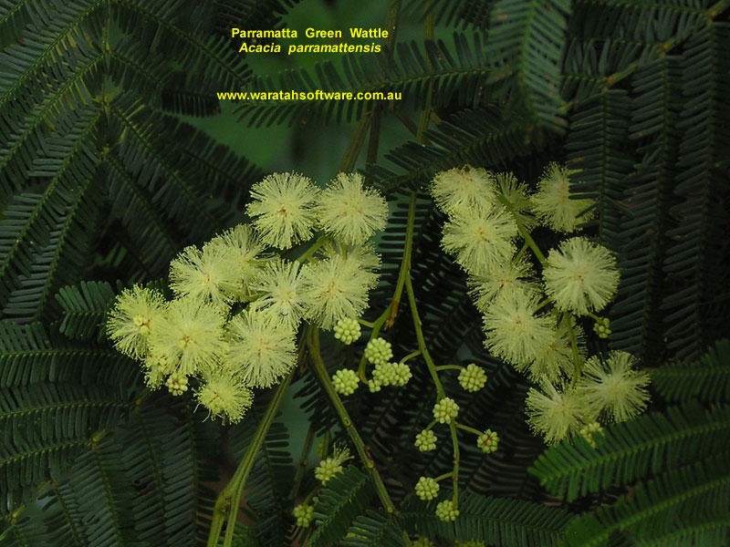 Parramatta Green Wattle pc200189 image