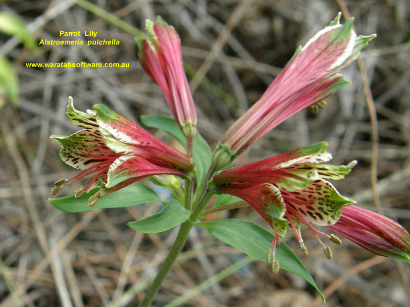 Parrot Lily pc200490 image