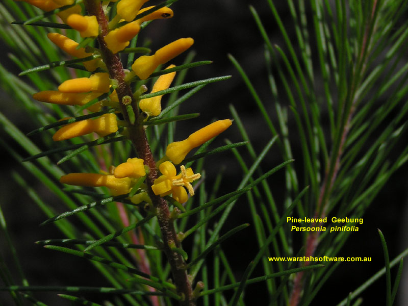 Pine-leaved Geebung pc230221 image