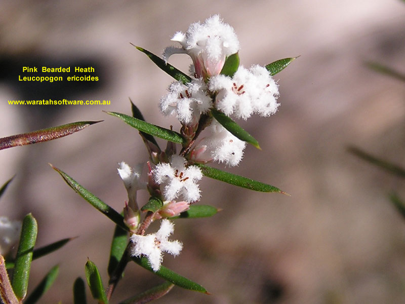 Pink Bearded Heath p8260254 image