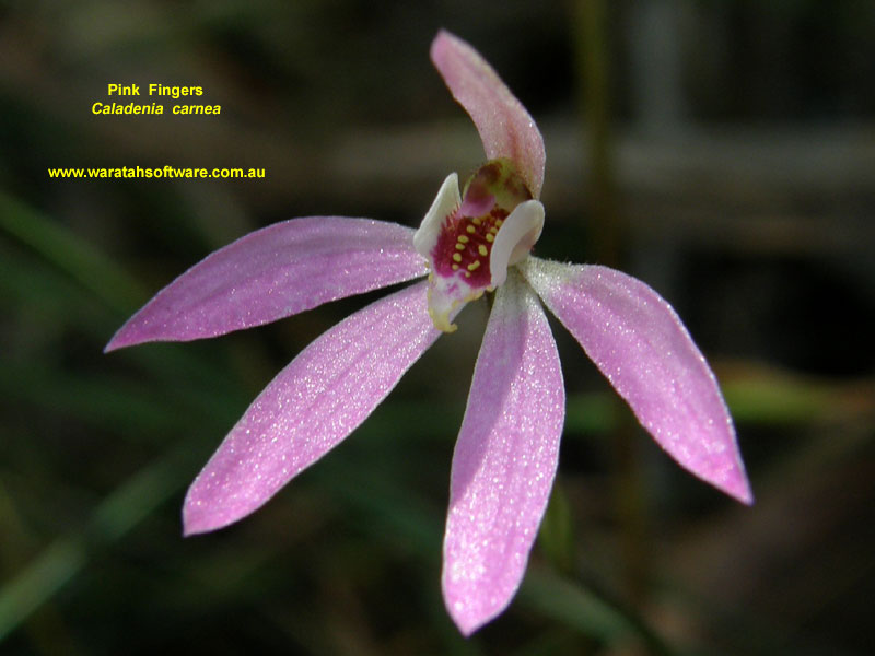 Pink Fingers pa170052 image