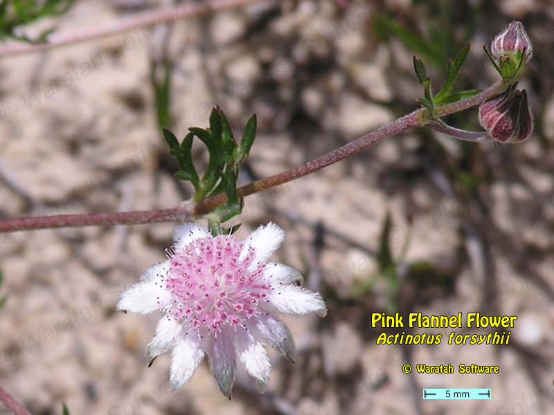Pink Flannel Flower p1010028 image
