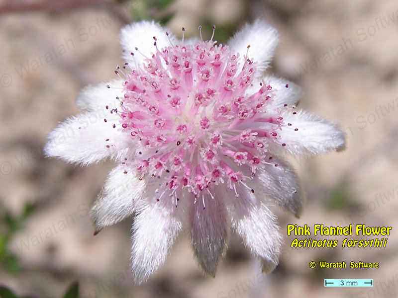 Pink Flannel Flower p1010029 image