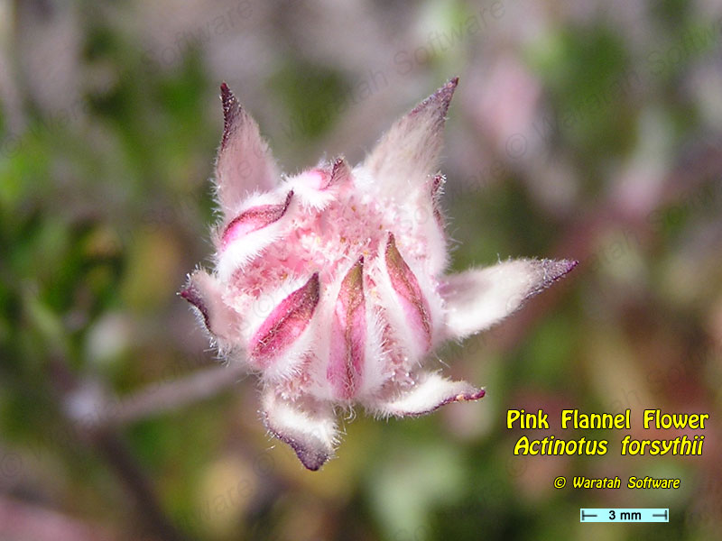 Pink Flannel Flower p1010048 image