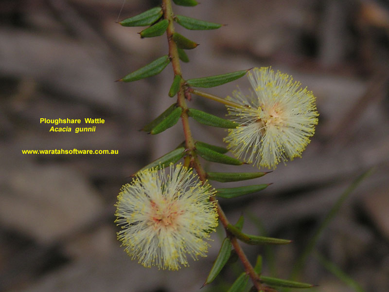 Ploughshare Wattle p9200285 image
