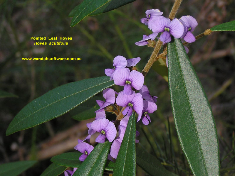 Pointed Leaf Hovea p8090269 image