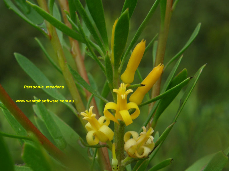 Persoonia recedens pc280302 image