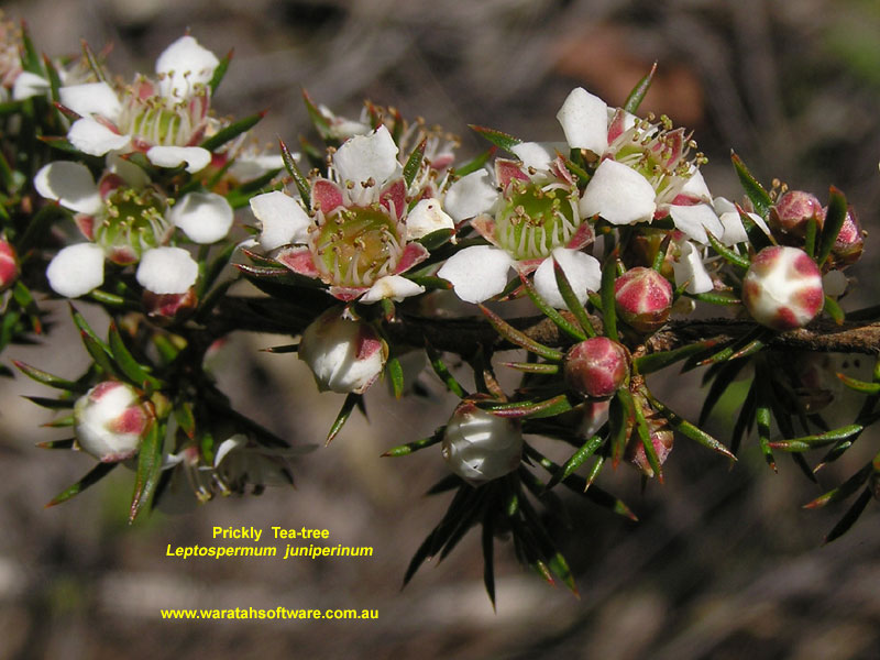 Prickly Tea-tree pb120189 image