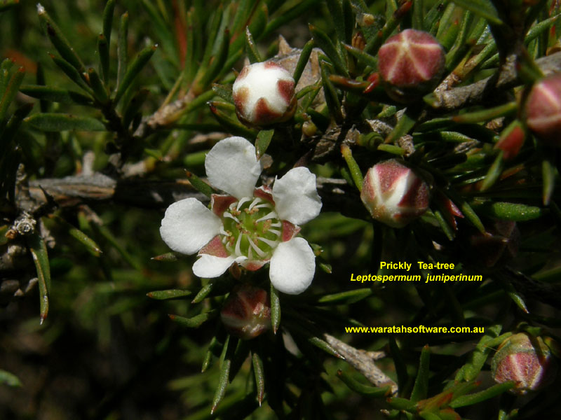 Prickly Tea-tree pc040076 image