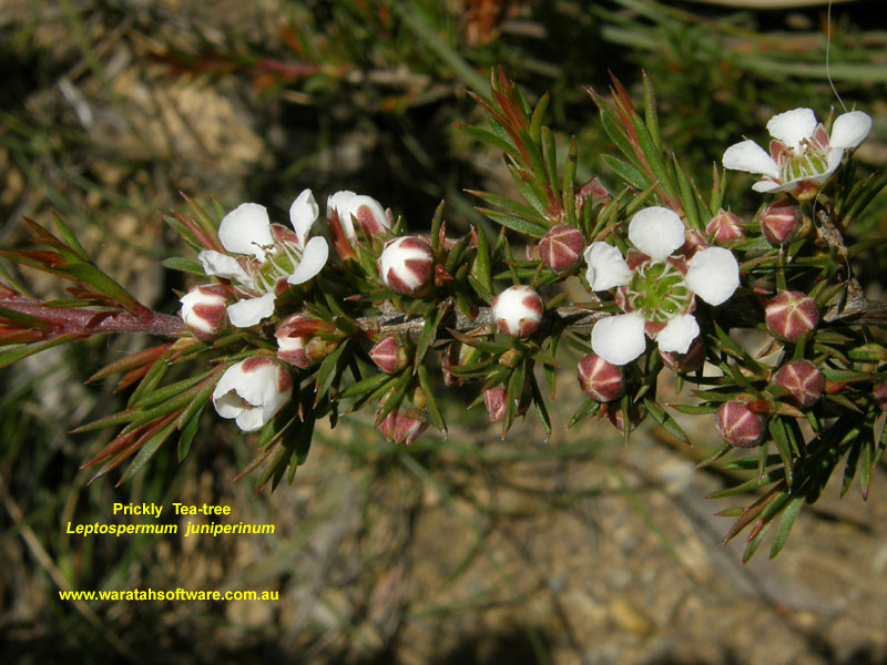 Prickly Tea-tree pc040112 image