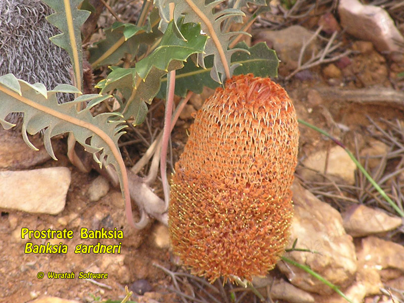 prostrate banksia pa220335 image