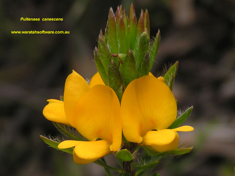 Pultenaea canescens pc080239 image