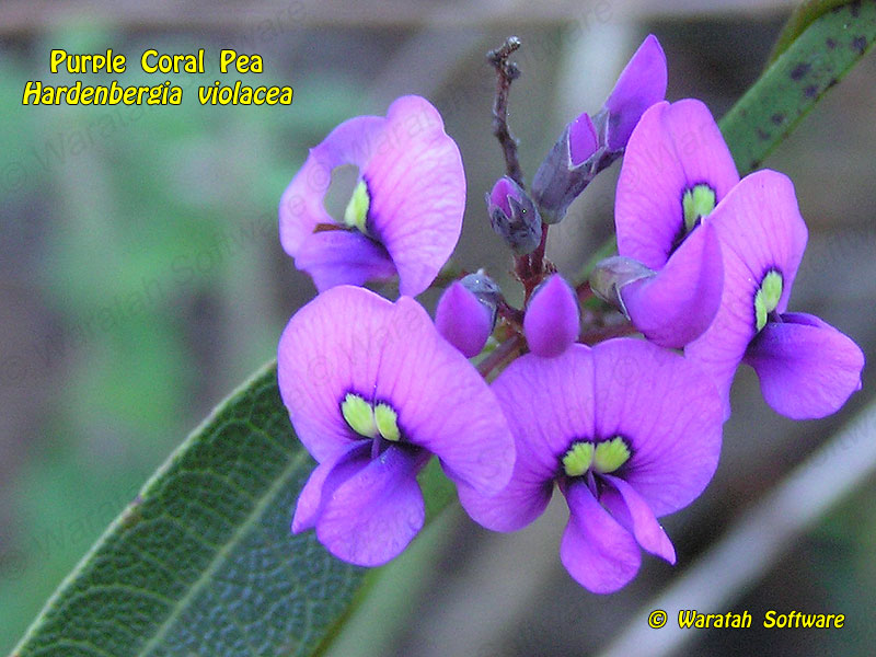 Purple Coral Pea p8190132 image