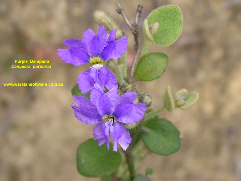 Purple Dampiera pb160370 image