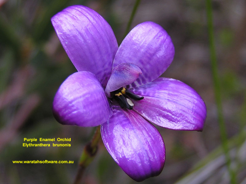 purple enamel orchid pa220330 image