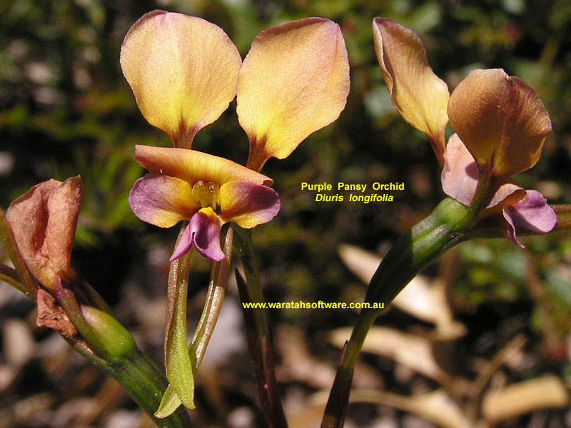 purple pansy orchid pa230035 image