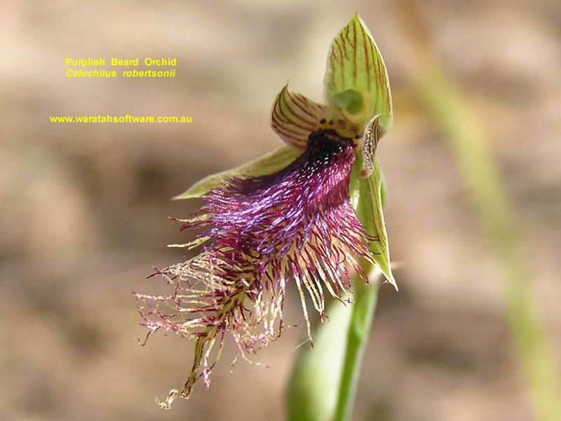 Purplish Beard Orchid pa070137 image