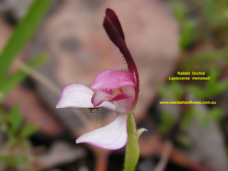 rabbit orchid pa2201490 image