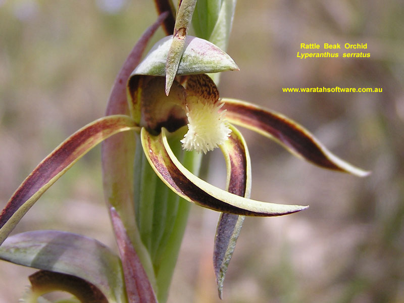 rattle beak orchid pa220273 image