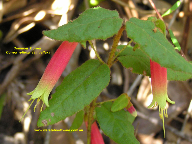 Common Correa p8120076 image